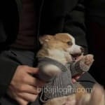 Avatar of Zubair Khalid